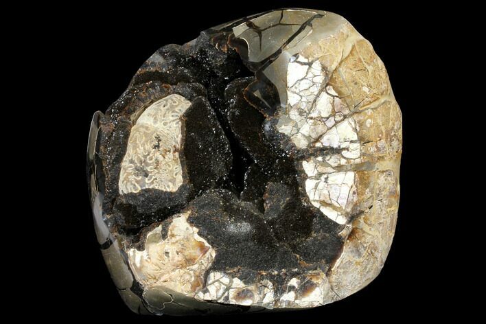 Wide Septarian Nodule with Fossil Ammonite - Madagascar #124533